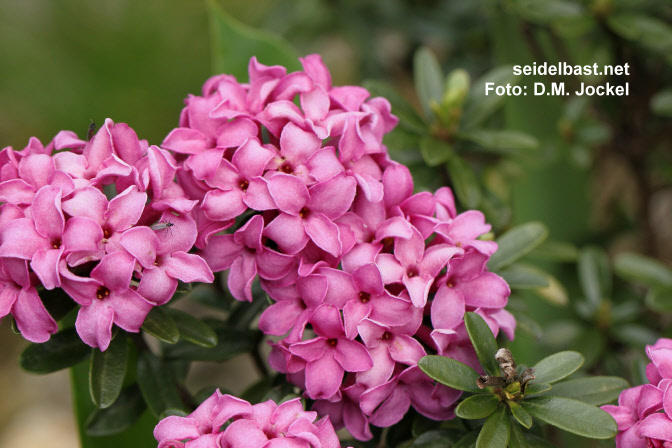 Daphne x kazbali [rollsdorfii] ‘Wilhelm Schacht’ blossoms