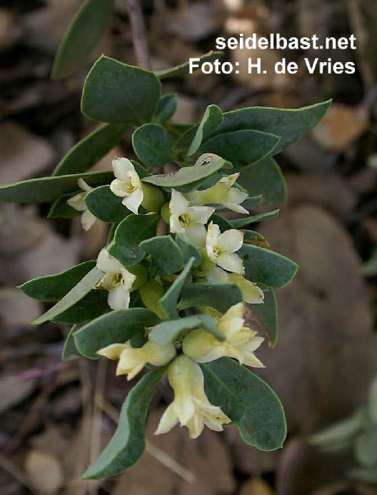 blossoms of Daphne stapfii, Iran, 'Stapfs Seidelbast'