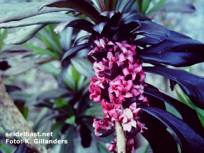 Daphne x houtteana 'Louis van Houtte', -'Houttes Seidelbast'