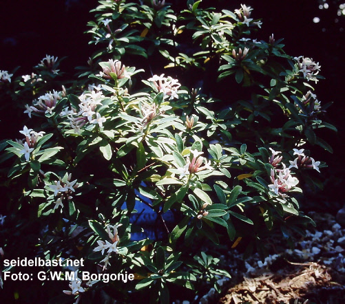 Daphne x transatlantica ‘Jims Pride’ shrub, 'transatlantischer Seidelbast'