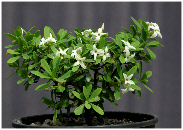 Daphne malyana white flowering shrub from the genus Daphne, 'Maly's Seidelbast'
