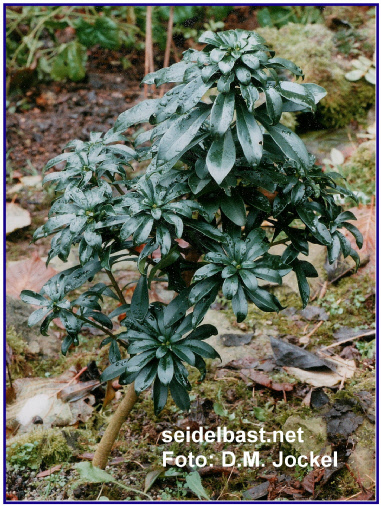 Daphne laureola, Lorbeer-Seidelbast als kleiner Strauch