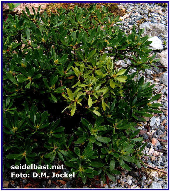pre-damage: dry branch on Daphne shrub pre-damage: dry branch on Daphne shrub