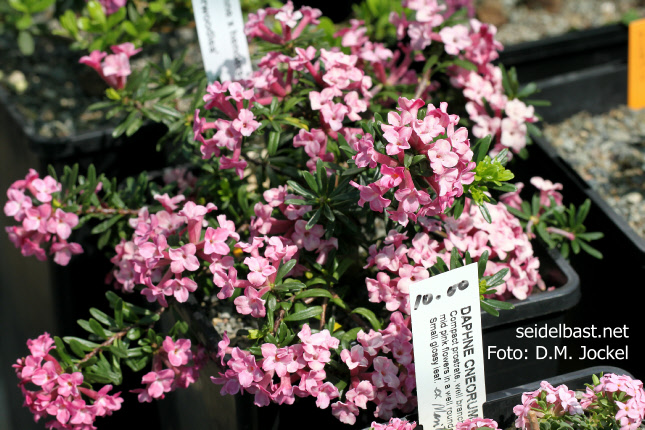 Daphne x hendersonii ‘Torwoodlea’, 'Hendersons Seidelbast'