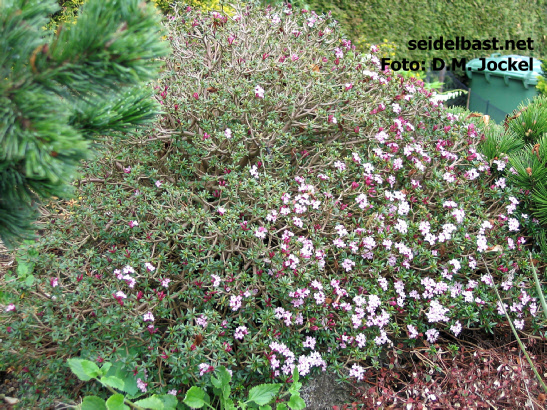 huge flowering shrub of Daphne X rodriguezii x arbuscula in a garden in the Netherlands