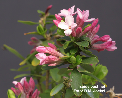 Daphne x mantensiana ‘Manten’, 'Mantens Seidelbast'