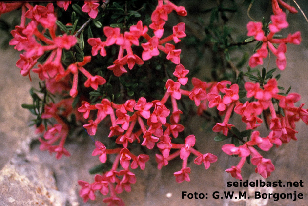 Daphne petraea ‘Corna Blacca’ original plant at Corna Blacca, Lake Garda, Italy, 'FelsenSeidelbast'