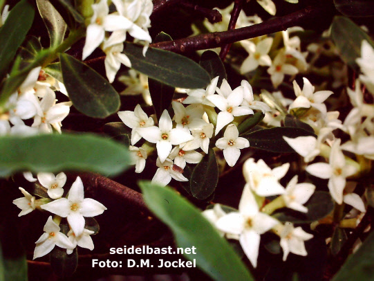 view through a flowering Daphne alpina shrub, -Alpen-Seidelbast