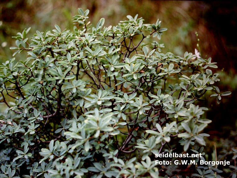 Daphne x reichsteinii shrub at Lake Garda, Italy, 'Reichstein´s Seidelbast'  