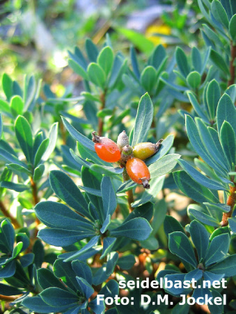 Daphne kosaninii with fruits