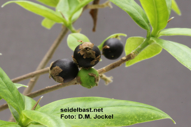 Daphne bholua black fruits
