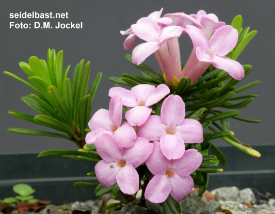 Daphne x adamantina / suendermannii ‘Chris Brickell’ blossoms close-up