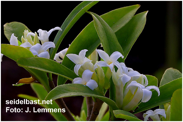 Daphne sureil flowers close up