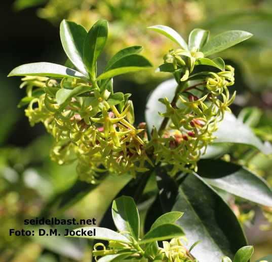 Daphne pontica subsp. haematocarpa inflorescence, 'Pontischer Seidelbast'