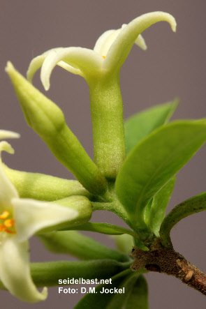 Daphne longilobata the base of the calyx tube can have different colour intensities, 'langlappiger Seidelbast'