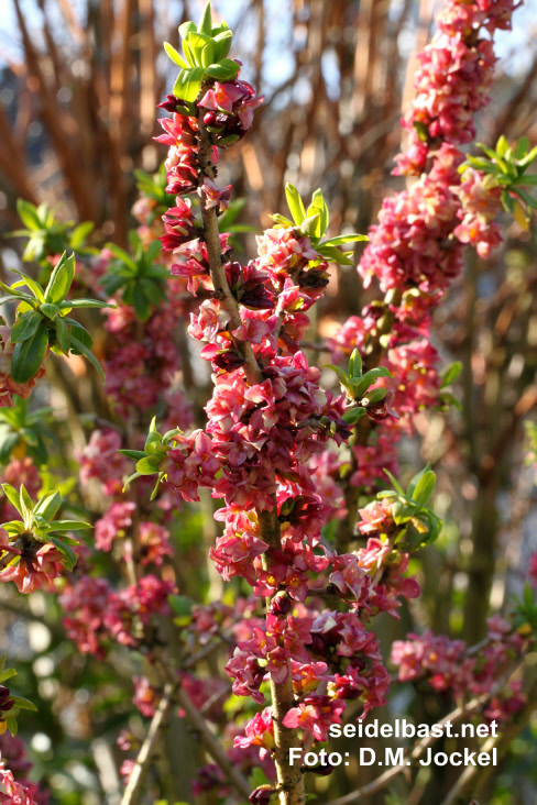 Daphne x ‘Winter-Glow’, rich flowereing branch