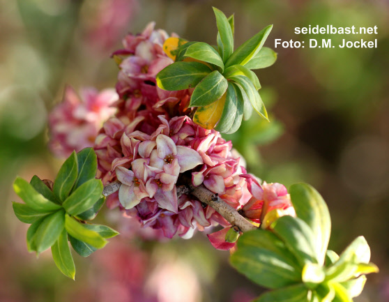 blossoms close-up of Daphne x ‘Winter-Glow’  