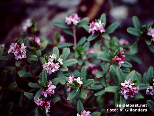 Daphne tangutica at Zhongdian, Yunnan, China