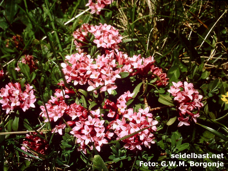 Daphne striata at Corna Bianca, Italy,-'Kahles Steinröschen' oder auch 'gestreifter Seidelbast'