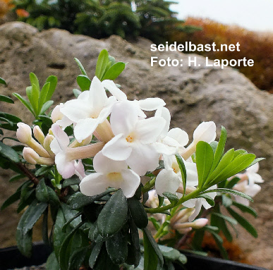 flowers close-up of Daphne x ‘Colinton Crown’