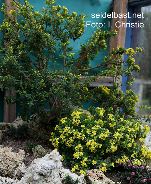 Daphne rosmarinifolia ‘Goldstrike’ in foreground (Rosmarinblättriger Seidelbast), behind grows a tall Daphne aurantiaca (orangefarbener Seidelbast)