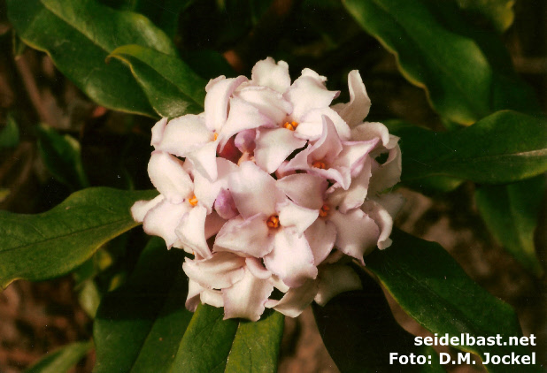 inflorescence of Daphne bholua ‘Darjeeling’ inflorescence of Daphne bholua ‘Darjeeling’