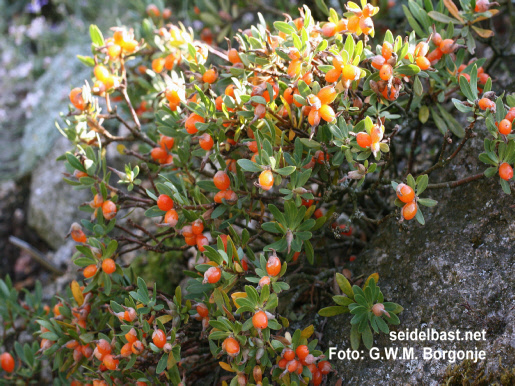 orange fruits of Daphne domini