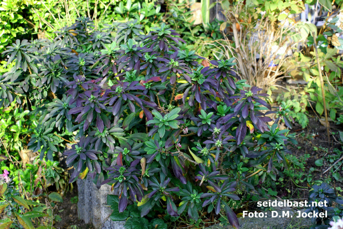 Daphne x houtteana ‘Chameleon’ shrub, -'Houttes Seidelbast'