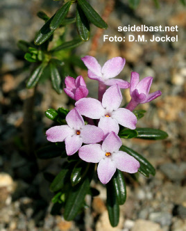 Daphne arbuscula septemtrionalis, 'Bäumchen-Seidelbast'