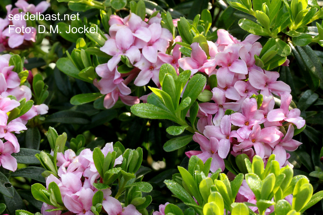 flowering Daphne x ‘Vogelsangbachtal’