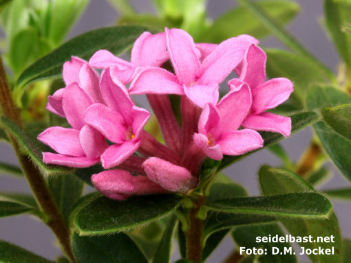 Daphne sericea 'Collina' inflorescence close-up, 'seidenhaariger Seidelbast'