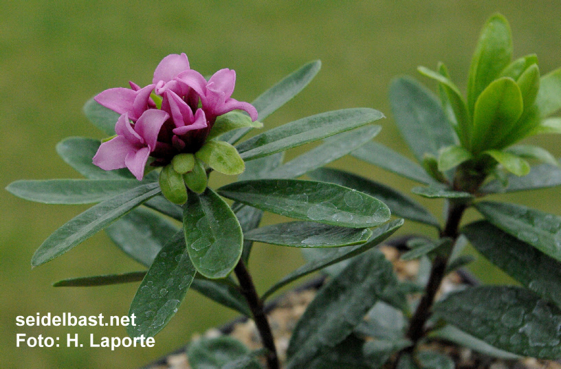 Daphne x goodsoniae ‘Hinton’, young plant, - 'Goodsons Seidelbast'