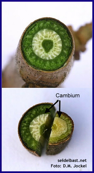 Daphne cutting- cross section through a Daphne shoot Daphne cutting- cross section through a Daphne shoot