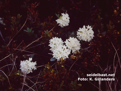 flowering Daphne blagayana in Pindos Mts., Greece, 'Königs-Seidelbast', 'Blagays Seidelbast'