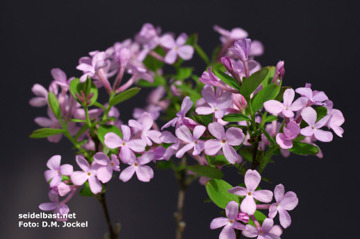 Daphne genkwa, small flowers - Hackenberry group Daphne genkwa, small flowers - Hackenberry group