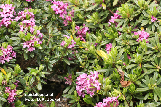 compare Daphne x medfordensis 'Lawrence Crocker' with Daphne x medfordensis 'Tichborne', 'Medford Seidelbast'