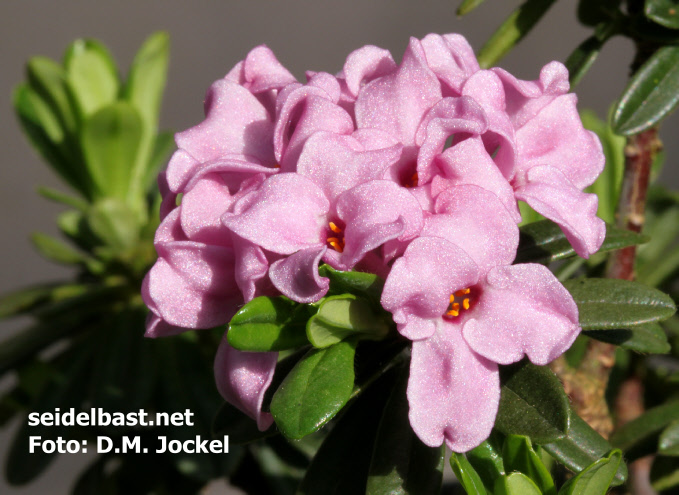 Blossoms close-up of Daphne 'Geert Borgonje'