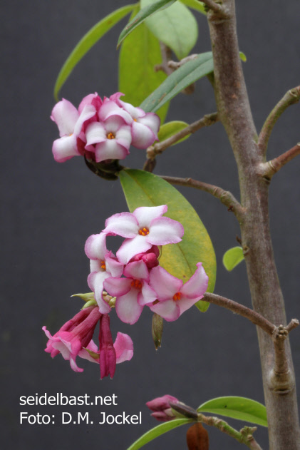 inflorescences of Daphne x ‘Rotkäppchen’ 