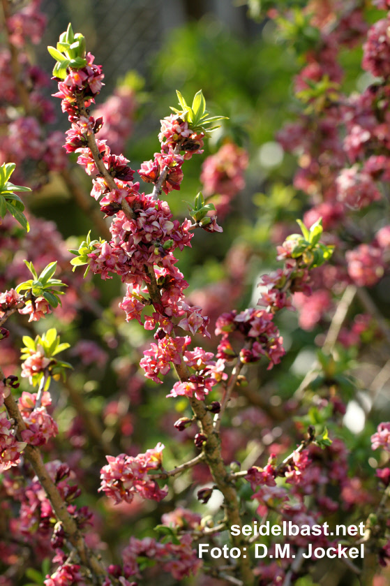 flowering branch of Daphne x ‘Winter-Glow’ in winter sunlight