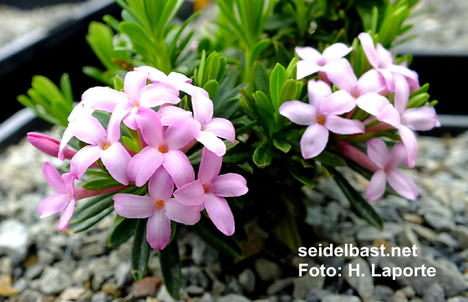 Daphne x schlyteri ‘July Glow’, Schlyters Seidelbast