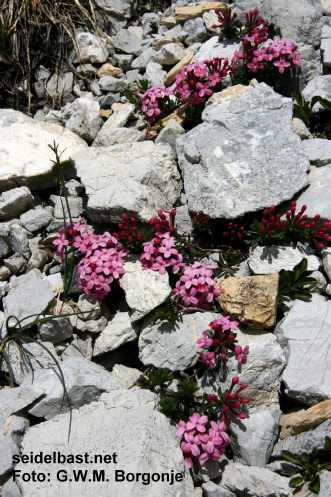 on stony slope Daphne cneorum, French Alps, Rosmarin-Seidelbast