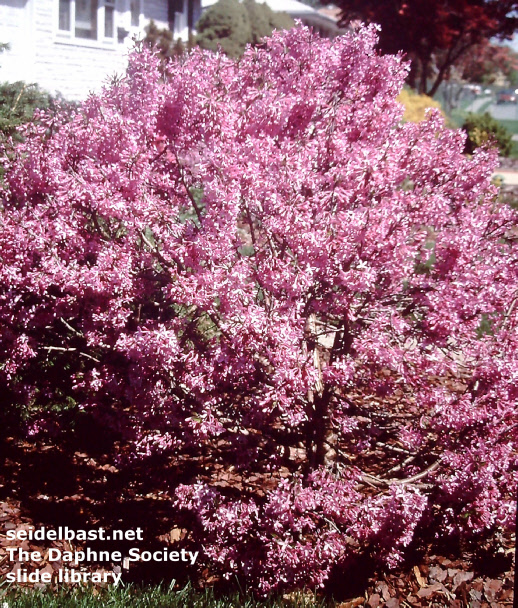 Daphne genkwa form with big blossoms in garden, U.S.A. Daphne genkwa form with big blossoms in garden, U.S.A.