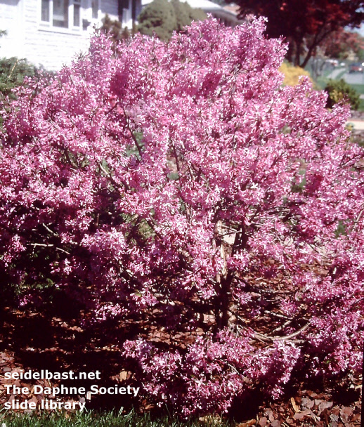 Daphne genkwa form with big blossoms in garden, U.S.A.