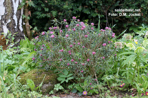 Daphne x medfordensis ‘Tage Lundell’ shrub, 'Medford Seidelbast'