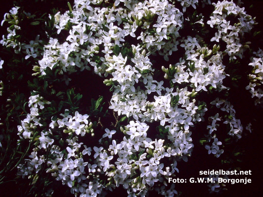 Daphne cneorum ‘Alba’, Rosmarin-Seidelbast