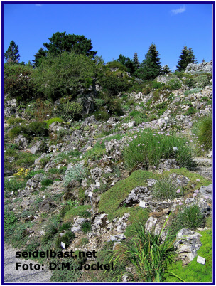 part of the rock garden in Botanical Garden Munich