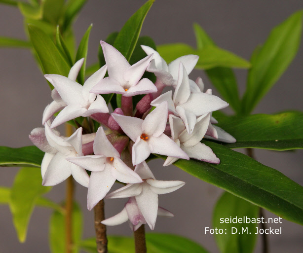 inflorescence of Daphne x ‘Spring Beauty’, 'Seidelbast-Frühlingsschönheit'