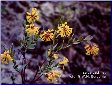 blühende Wikstroemia Spezies in Tibet