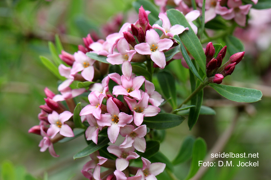 flowers close-up of Daphne x ‘In Paradise’