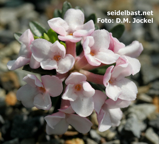 blossoms close-up of Daphne ‘Kelsey Ann’